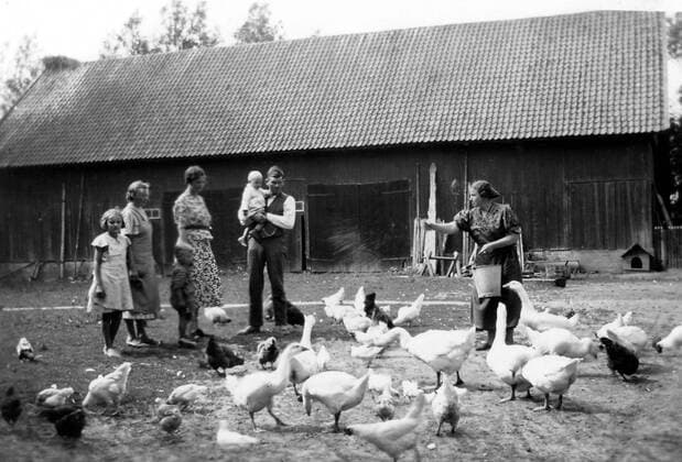Gänse und Hühner werden auf einem Bauernhof in Skuldeinen gefüttert - Ostpreußen