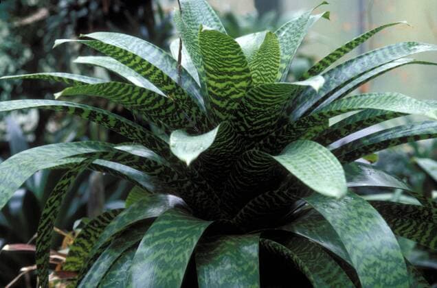 IMAGO Nature: Unsere Erde, Pflanzen, Gestreifte Pflanzen Vriesea (Vriesea splendens)