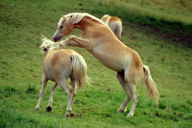 Haflinger-Hengste