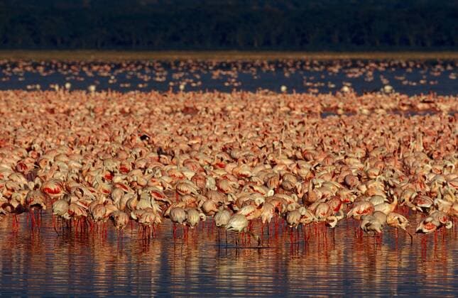 Kolonie von Zwergflamingos (Phoenicopterus minor) im Nakurusee - Kenia