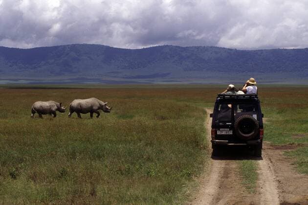 Safaritouristen im Ngorongoro-Krater betrachten aus dem Geländewagen heraus zwei Spitzmaulnashörner (Diceros bicornis)
