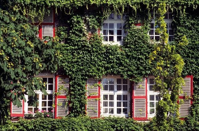 Fassadenbegrünung - Grüne Weinranken zieren die Fassade eines Wohnhauses in Essen - Deutschland