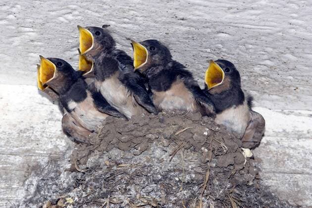 Junge Rauchschwalben (Hirundo Rustica) im Nest verlangen nach Futter