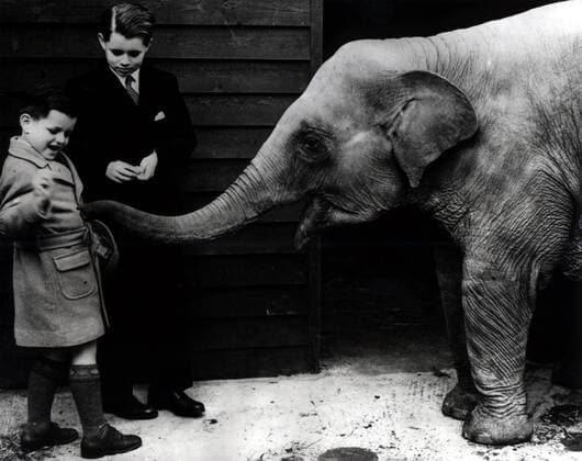 John F. Kennedy (hinten) und sein jüngerer Bruder Edward M. Kennedy (beide USA) spielen mit einem Elefanten Jungtier im Londoner Zoo  wap98060512