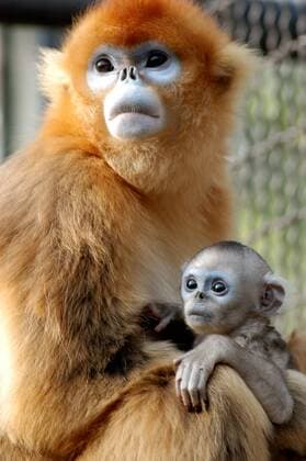 IMAGO Nature: Unsere Erde: Tierwelt: Hässliche Tiere Goldstumpfnasenaffe Xinxin (Pygathrix roxellana) mit ihrem Baby im Zoo von Jinan - 