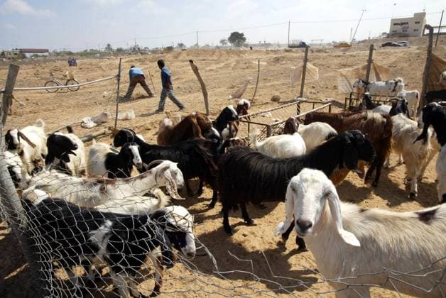 Palästinensische Bauern mit Ziegen nahe der ehemaligen israelischen Siedlung Kfar Darom im Gaza-Streifen -  (gaz2005092012)