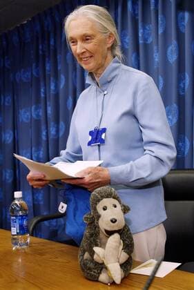 IMAGO ICONS: Jane Goodall Biologin Jane Goodall (GBR Friedensbotschafterin der UNO) während einer Pressekonferenz am Rande des UN-Gipfels in New York -  (nyp2005092120)