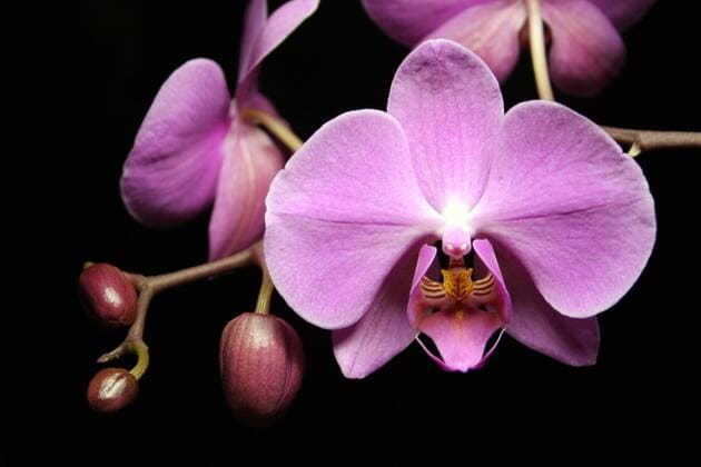 Violette Blüte einer Orchidee
