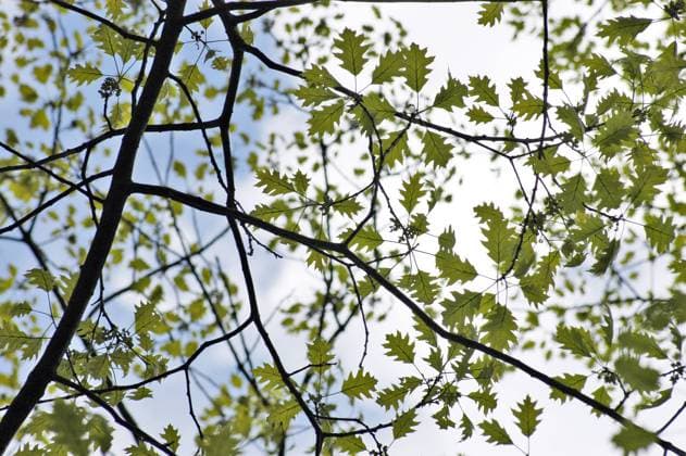 Zweig einer Roteiche mit frischen Blättern im Botanischen Garten in Köln