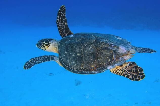 Echte Karettschildkröte (Eretmochelys imbricata) -  (AMu0256)