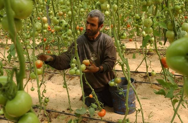 Palästinensischer Arbeiter pflückt Tomaten in der israelischen Siedlung Rafiach Jam des Gusch Katif im südlichen Gaza-Streifen -  (jer2003112408)