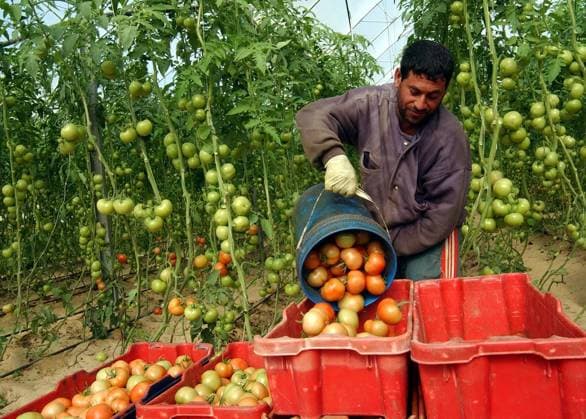 Palästinensischer Arbeiter pflückt Tomaten in der israelischen Siedlung Rafiach Jam des Gusch Katif im südlichen Gaza-Streifen -  (jer2003112409)