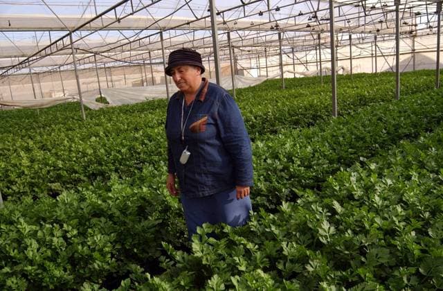Siedlerin Anita Tucker in ihrem Gewächshaus in der jüdischen Siedlung Netzer Hazani im Gazastreifen ein -  (jer2003112417)