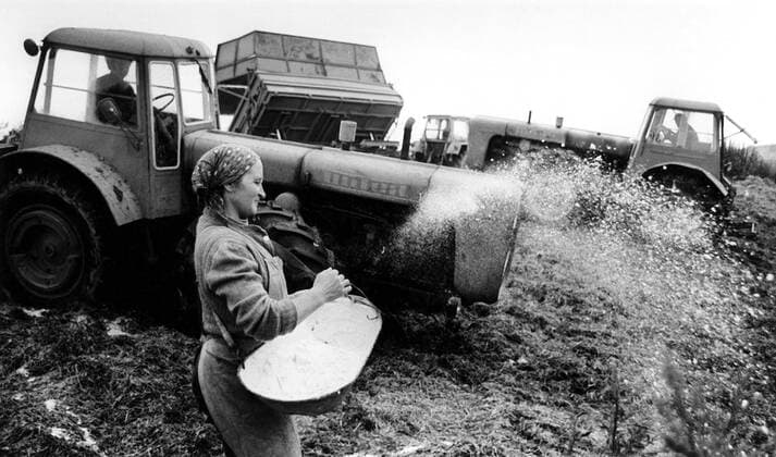 Bäuerin streut Silosalz auf die Grünmasse zur Herstellung von Silage auf dem Gelände der LPG Bannewitz