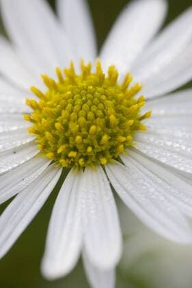 Blüte der Schönaster (Kalimeris incisa), Akarp - Schweden