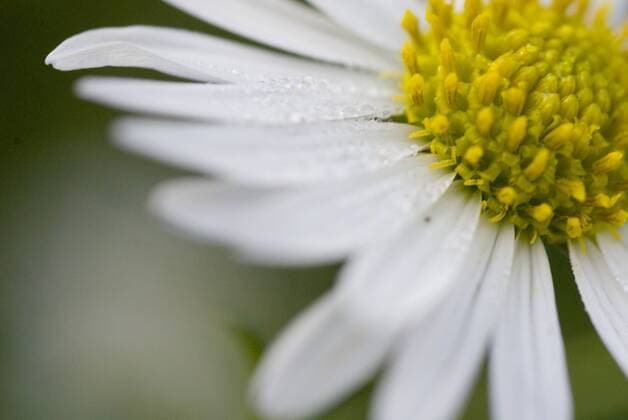 Blüte der Schönaster (Kalimeris incisa), Akarp - Schweden