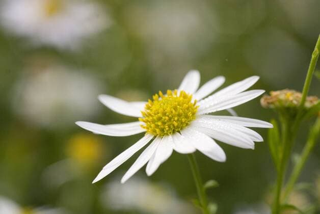 Blüte der Schönaster (Kalimeris incisa), Akarp - Schweden
