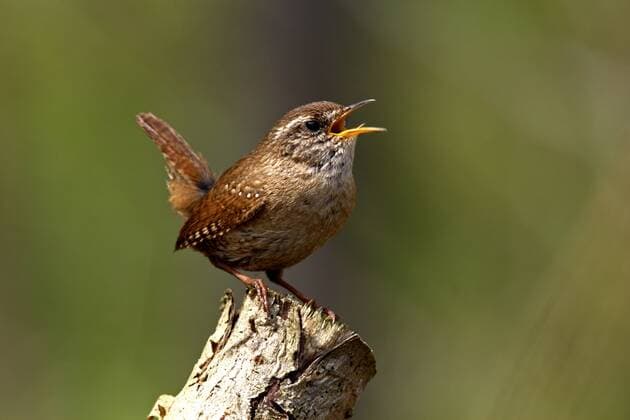 Zaunkönig (Troglodytes troglodytes) singt