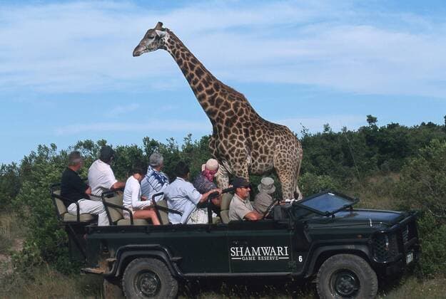 Touristen-Jeep und Giraffe im Shamwari Private Game Reserve-Park bei Port Elisabeth