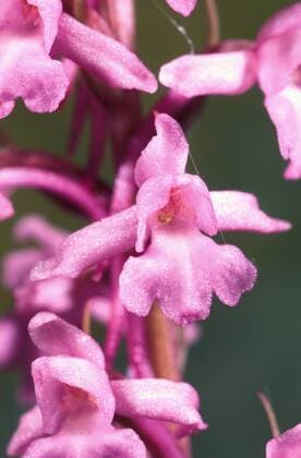  Mücken-Händelwurz (Gymnadenia conopsea) - iblmak00169605