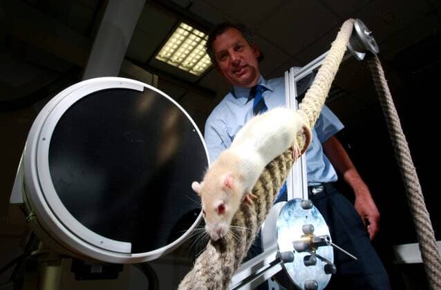 Prof. Dr. Martin Fischer mit Laborratte im Institut für Diagnostische und Interventionelle Radiologie (Fachbereich Zoologie) der Friedrich-Schiller-Universität in Jena