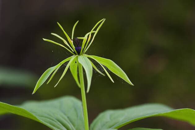 Vierblättrige Einbeere (Paris quadrifolia) im Bayrischen Wald - ibxrom00196208
