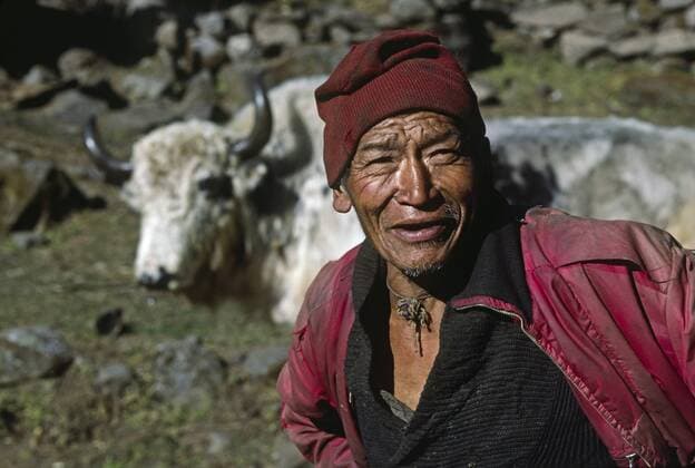 IMAGO Nature: Unsere Erde, Naturschutz, Indigene Völker Sherpa und Yak im Khumbu District - Nepal