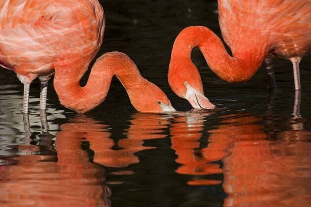 Flamingos (Phoenicopterus ruber) mit den Köpfen im Wasser - ibxach00250526