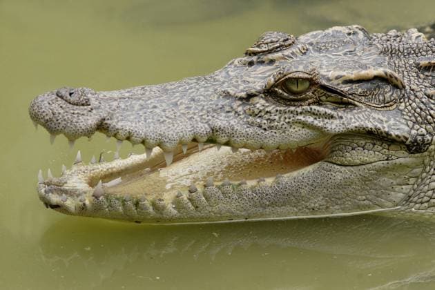 Siam-Krokodil (Crocodylus siamensis) - iblaro00260291