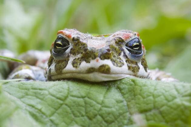 Europäische Wechselkröte (Bufo viridis) - ibxalf00268023