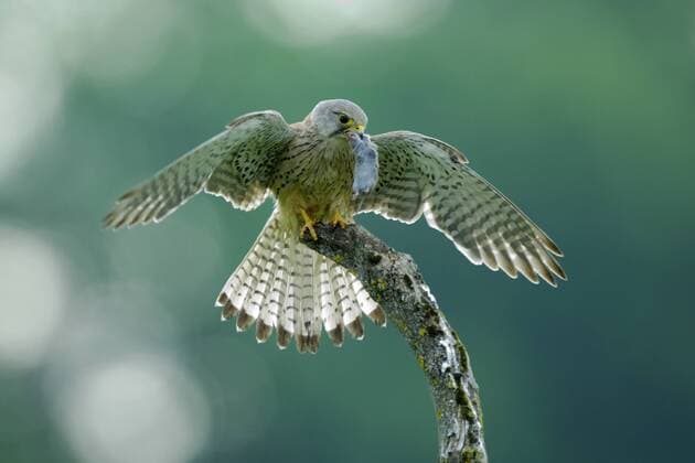 Turmfalke (Falco tinnunculus) mit Beute iblbzo00290850 