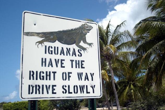 Iguanas have the right of way, drive slowly - Schild mahnt Autofahrer zur Rücksicht gegen Leguane - Cayman Islands