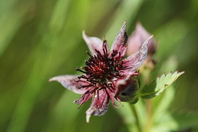 Sumpf-Blutauge (Potentilla palustris) - ibxmsi00291727