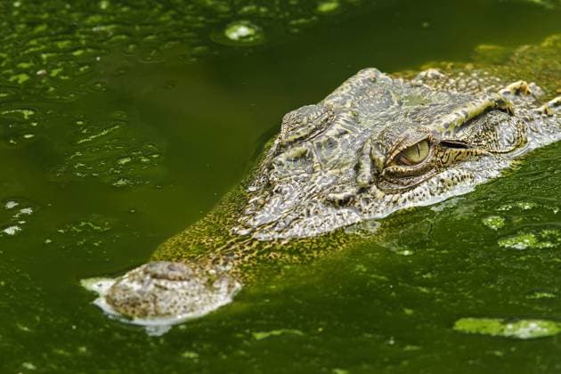 Siam-Krokodil (Crocodylus siamensis) im Khao Yai Nationalpark - Thailand iblaro00573841