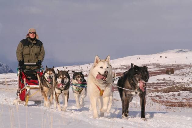 Schlittenhunde-Gespann im Yukon Territorium in Kanada - (iblswa00524032)