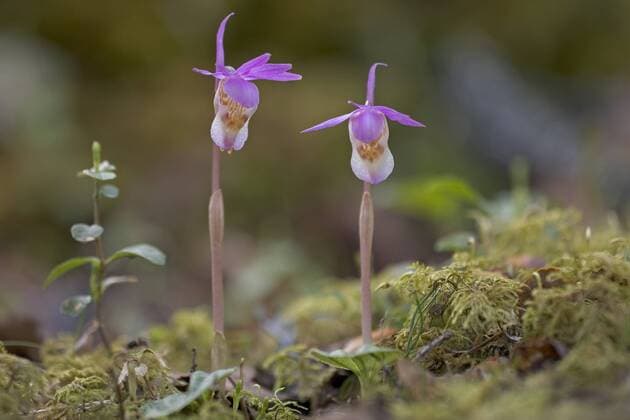 Blüten der Norne (Calypso bulbosa) im Oulanka Nationalpark (iblrob00736313)