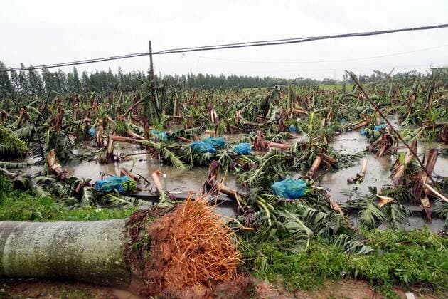 IMAGO Nature: Unsere Erde, Klimawandel, Wirbelstürme Umgestürzte Bananenstauden auf einer Plantage nach einem Zyklon in Zhenwen, China - 