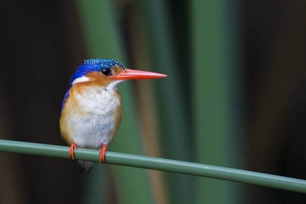 Hauben Zwergfischer (Alcedo cristata) in Okavango - Botswana ibxcam00861721