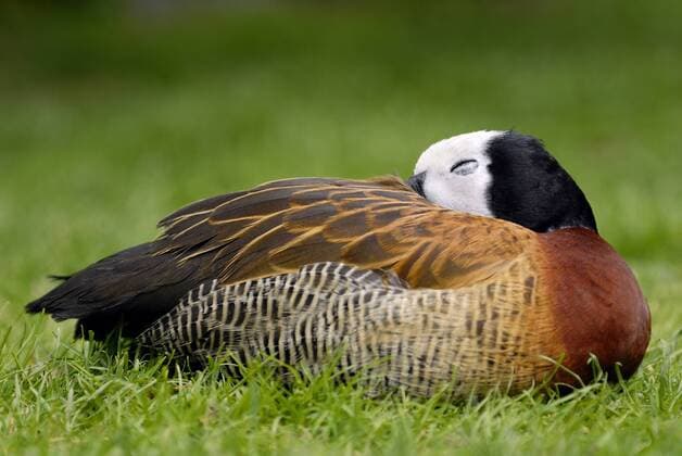 Schlafende Ente (iblmkl00826835)