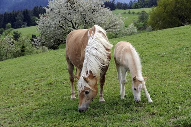  Haflinger-Stute neben ihrem Nachwuchs auf einer Wiese beim Grasen (ibxmfi00841872)