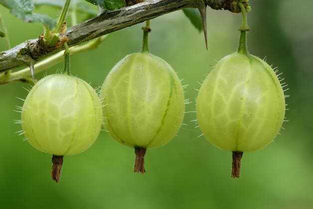  Stachelbeeren (Ribes uva-crispa) (iblmkl00874968)