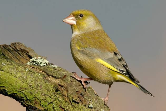 Grünfink (Carduelis Chloris) (McPMAS)