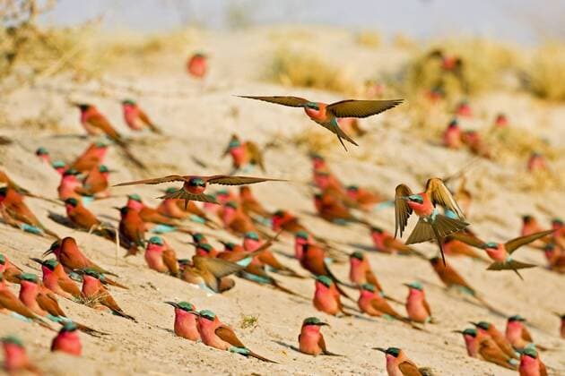 Bienenfresser (Merops nubicoides, Namibia -ibxcam00845403