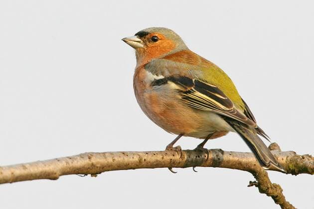Buchfink (Fringilla coelebs) -McPMAS