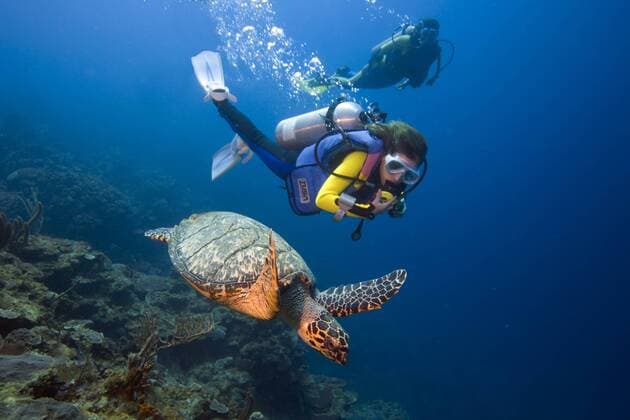 Taucher beobachten eine Karett-Schildkröte (Eretmochelys imbricata) vor Honduras - ibxmmx00824118