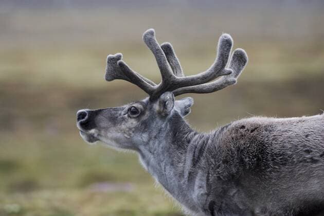 Rentier (Rangifer tarandus), Spitzbergen - Norwegen - McPPUM