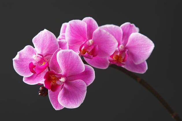 Rosa Orchideen (Phalaenopsis) ibxkec00907034