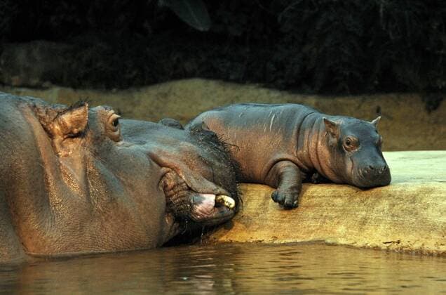 Flusspferdkuh (Hippopotamus amphibius) Kathi mit ihrem Nachwuchs im Berliner Zoo