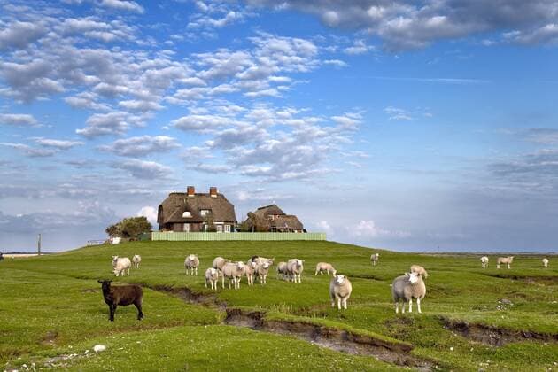Schafe auf der Warft der Hallig Südfall (iblslu01121525)