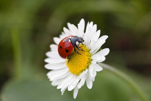 Marienkäfer (Coccinella septempunctata) auf Gänseblümchen (Bellis perennis), Bayern, Deutschland, Europa ibxwok00892985